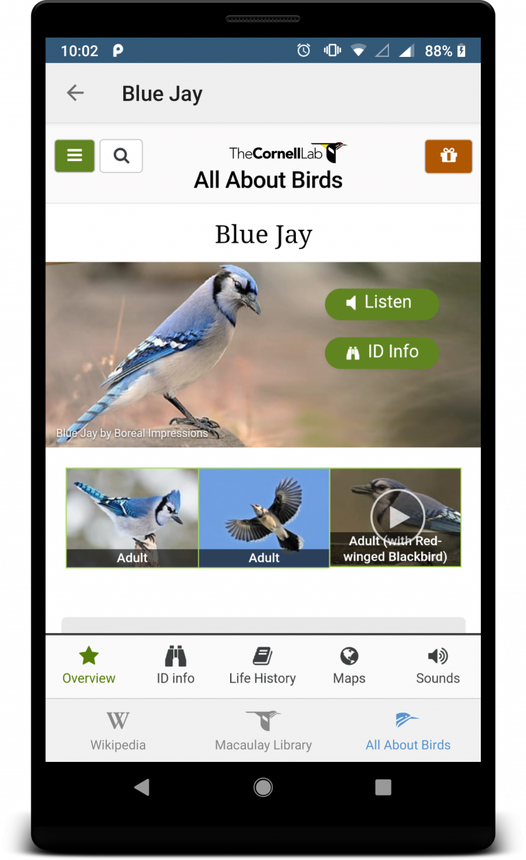 BirdNET Sound ID – The Easiest Way To Identify Birds By Sound.