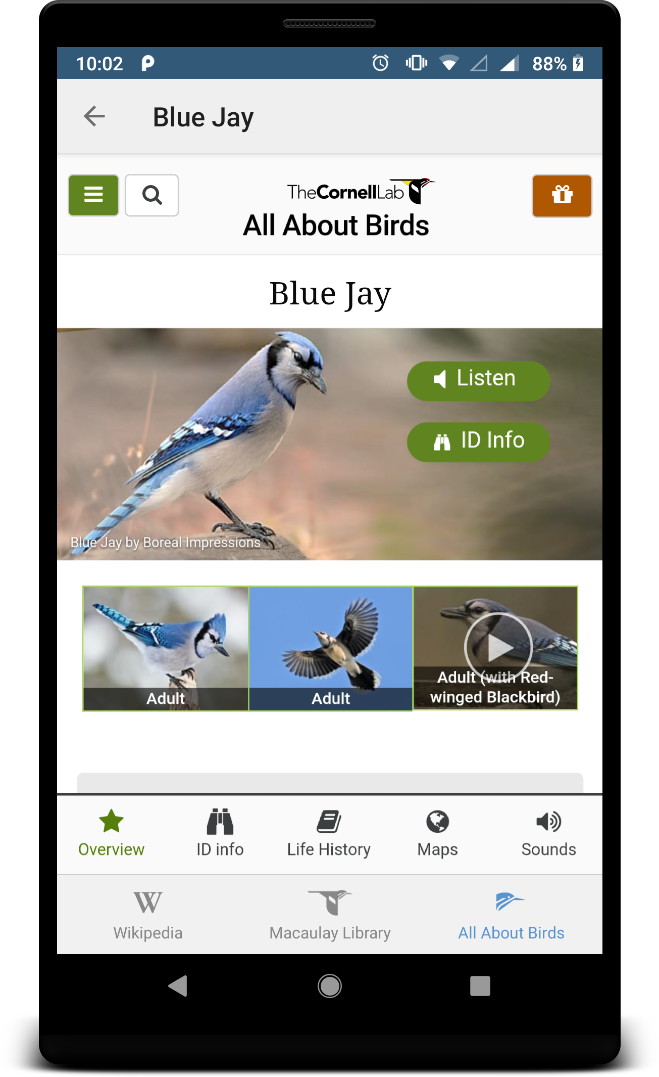 Birdnet The Easiest Way To Identify Birds By Sound