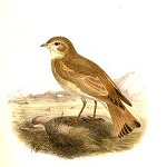 Bar-tailed lark
