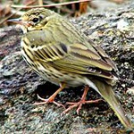 Olive-backed pipit
