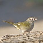 Olive sparrow