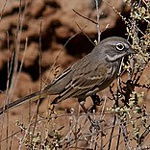 Bell's sparrow