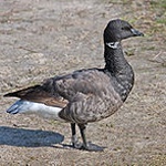 Brant (goose)