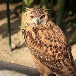 Pharaoh eagle-owl