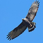 Zone-tailed hawk