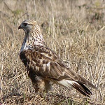Rough-legged buzzard