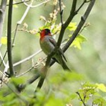 Red-faced warbler