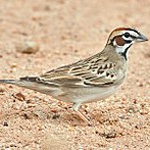 Lark sparrow