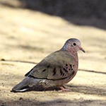 Common ground dove
