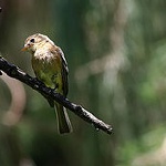 Buff-breasted flycatcher
