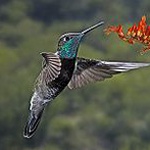 Rivoli's hummingbird