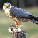 Merlin (bird)