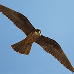 Eleonora's falcon
