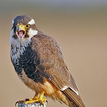 Aplomado falcon