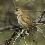 Booted warbler