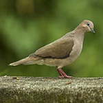 White-tipped dove