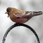 Brown-capped rosy finch
