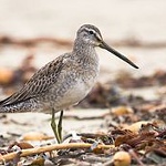 Long-billed dowitcher
