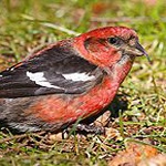 Two-barred crossbill