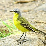 Eastern yellow wagtail