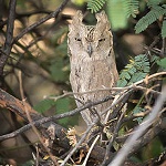Pallid scops owl
