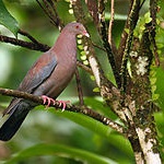 Red-billed pigeon