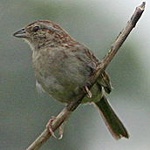 Bachman's sparrow
