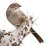 Cassin's sparrow