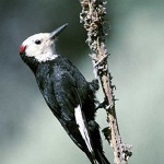 White-headed woodpecker