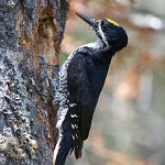 Black-backed woodpecker