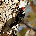 Nuttall's woodpecker