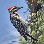 Ladder-backed woodpecker