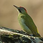 Levaillant's woodpecker