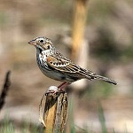 Vesper sparrow