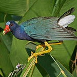 American purple gallinule