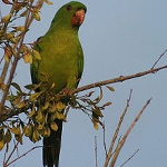 Green parakeet
