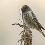 Red-fronted serin