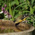 Lesser goldfinch