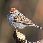 Chipping sparrow