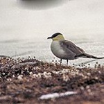 Long-tailed jaeger