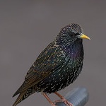 Common starling