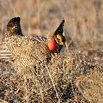 Lesser prairie chicken