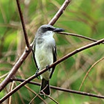 Gray kingbird
