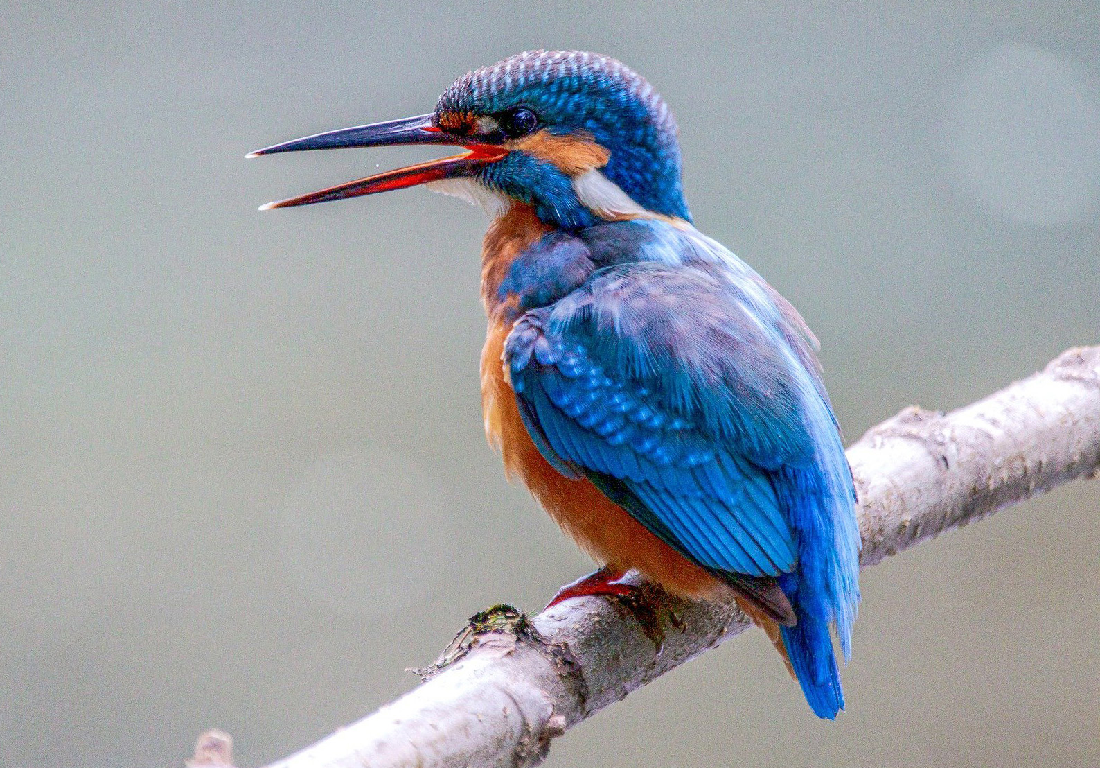 How to identify birds by their habitats