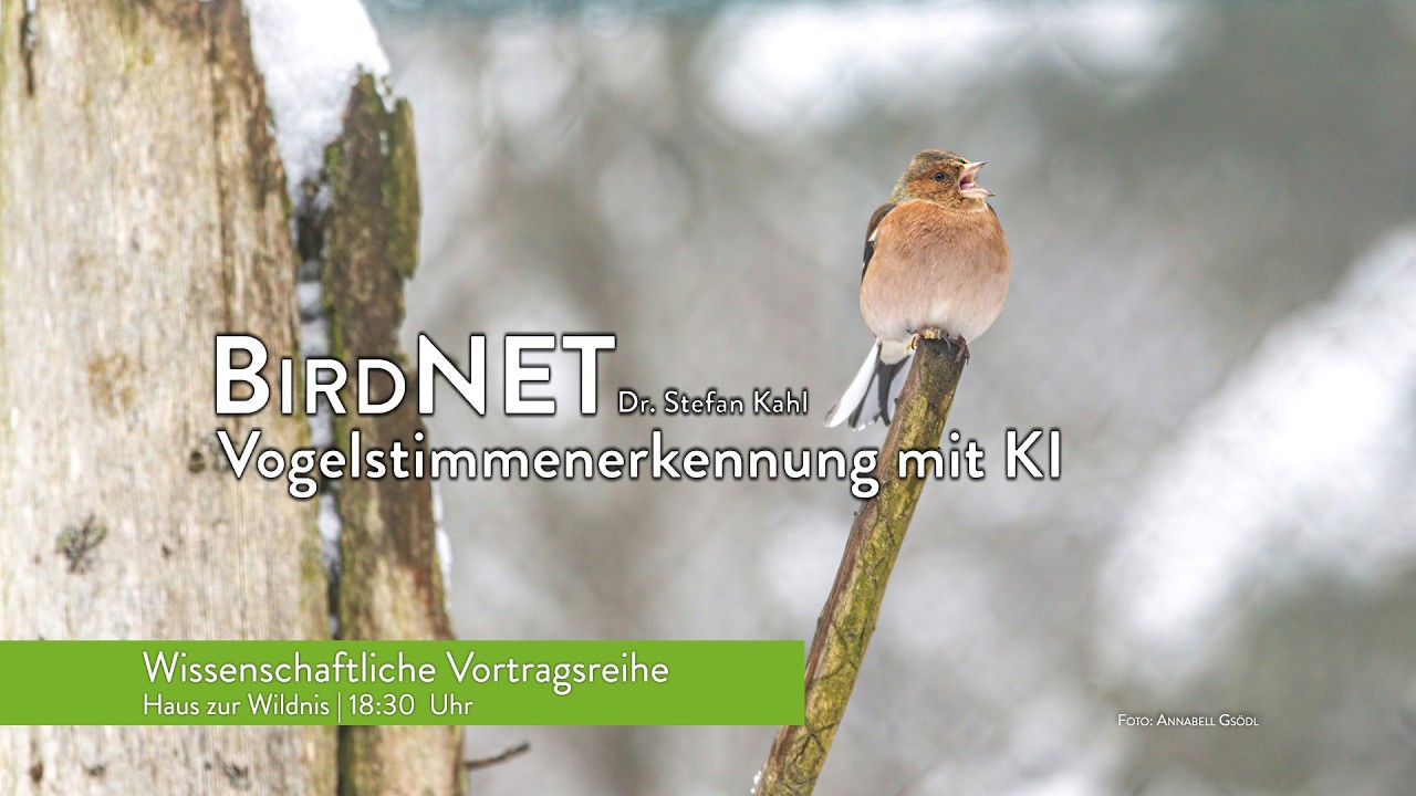 BirdNET – Vogelstimmenerkennung mit KI