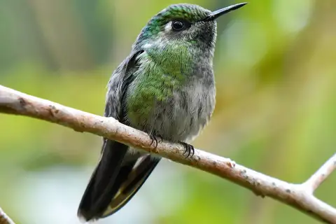 Emerald-chinned Hummingbird