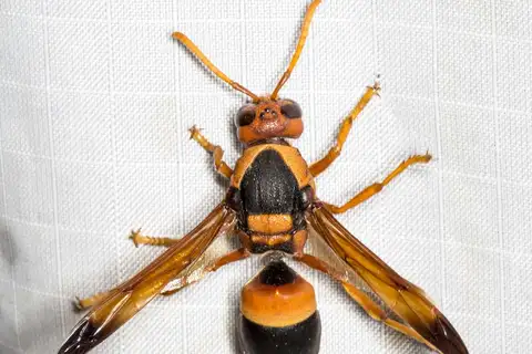 Australian hornet