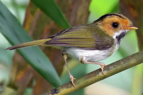 Rufous-faced Warbler