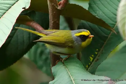 Black-faced Warbler