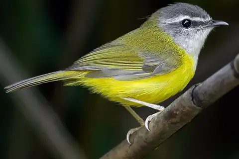 Yellow-bellied Warbler